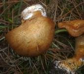 Reihiger Klumpfuß, Foto 14