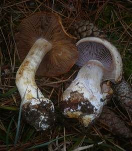 Reihiger Klumpfuß, Foto 5