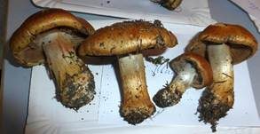 Reihiger Klumpfuß, Foto 6