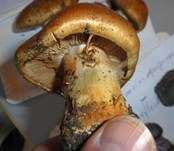 Reihiger Klumpfuß, Foto 7