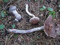 Rettich-Gürtelfuß, Foto 7