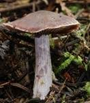 Rettich-Gürtelfuß, Foto 8