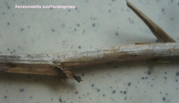Rhizomorphenrindenpilz, Foto 2