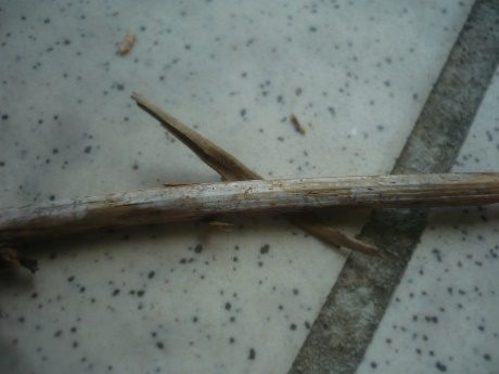 Rhizomorphenrindenpilz, Foto 3