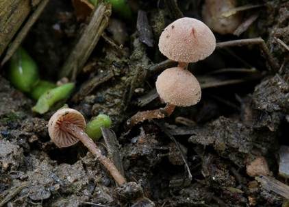 Rhomboidsporiger Flockenschüppling, Foto 2