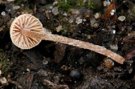 Rhomboidsporiger Flockenschüppling, Foto 3