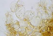 Rhomboidsporiger Flockenschüppling, Foto 16
