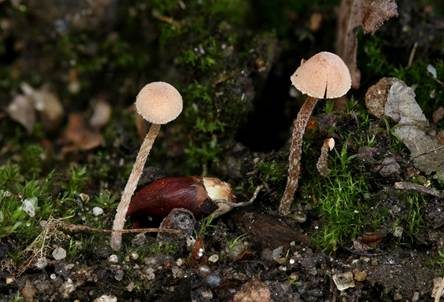 Rhomboidsporiger Flockenschüppling, Foto 4