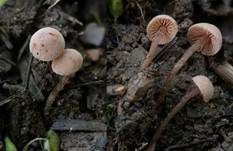 Rhomboidsporiger Flockenschüppling, Foto 5