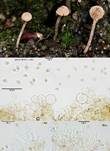 Rhomboidsporiger Flockenschüppling, Foto 6