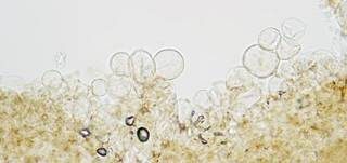 Rhomboidsporiger Flockenschüppling, Foto 8