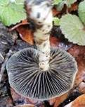 Riechender Träuschling, Foto 4