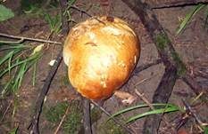 Riesenbovist, Foto 19