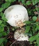 Riesenbovist, Foto 22