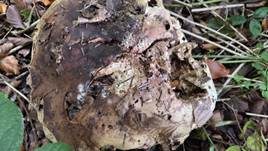 Riesenbovist, Foto 33