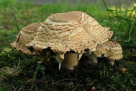 Riesenchampignon, Foto 3
