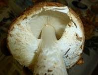Riesenchampignon, Foto 12