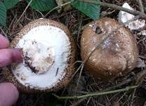 Riesenchampignon, Foto 13