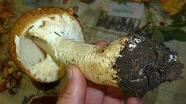 Riesenchampignon, Foto 16