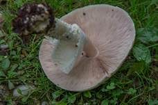 Riesenchampignon, Foto 19