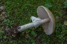Riesenchampignon, Foto 20