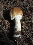 Riesenchampignon, Foto 21