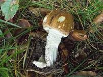 Riesenchampignon, Foto 22