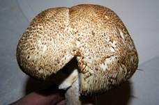 Riesenchampignon, Foto 23