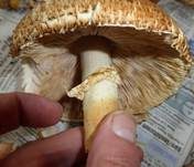 Riesenchampignon, Foto 24