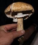 Riesenchampignon, Foto 25