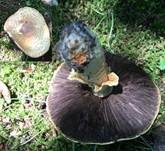 Riesenchampignon, Foto 28