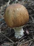 Riesenchampignon, Foto 30