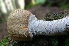 Riesenchampignon, Foto 31