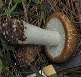 Riesenchampignon, Foto 5