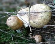 Riesenchampignon, Foto 32