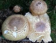 Riesenchampignon, Foto 33