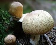 Riesenchampignon, Foto 34