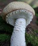 Riesenchampignon, Foto 36
