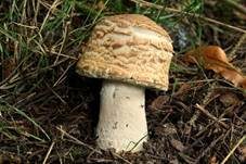 Riesenchampignon, Foto 39