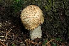 Riesenchampignon, Foto 41