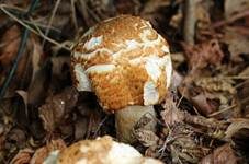 Riesenchampignon, Foto 6