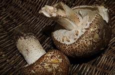 Riesenchampignon, Foto 42