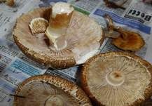 Riesenchampignon, Foto 43