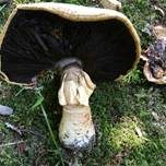 Riesenchampignon, Foto 44