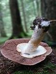 Riesenchampignon, Foto 45