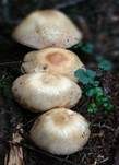 Riesenchampignon, Foto 46