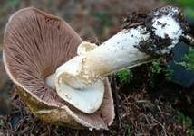 Riesenchampignon, Foto 47