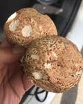Riesenchampignon, Foto 48