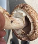 Riesenchampignon, Foto 49