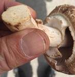 Riesenchampignon, Foto 50